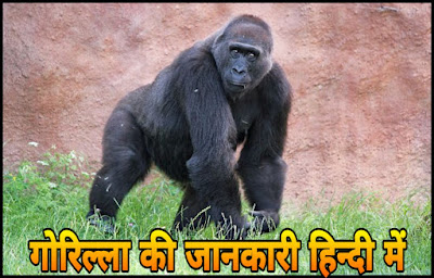 Gorilla Facts In Hindi Gorilla Facts Hindi