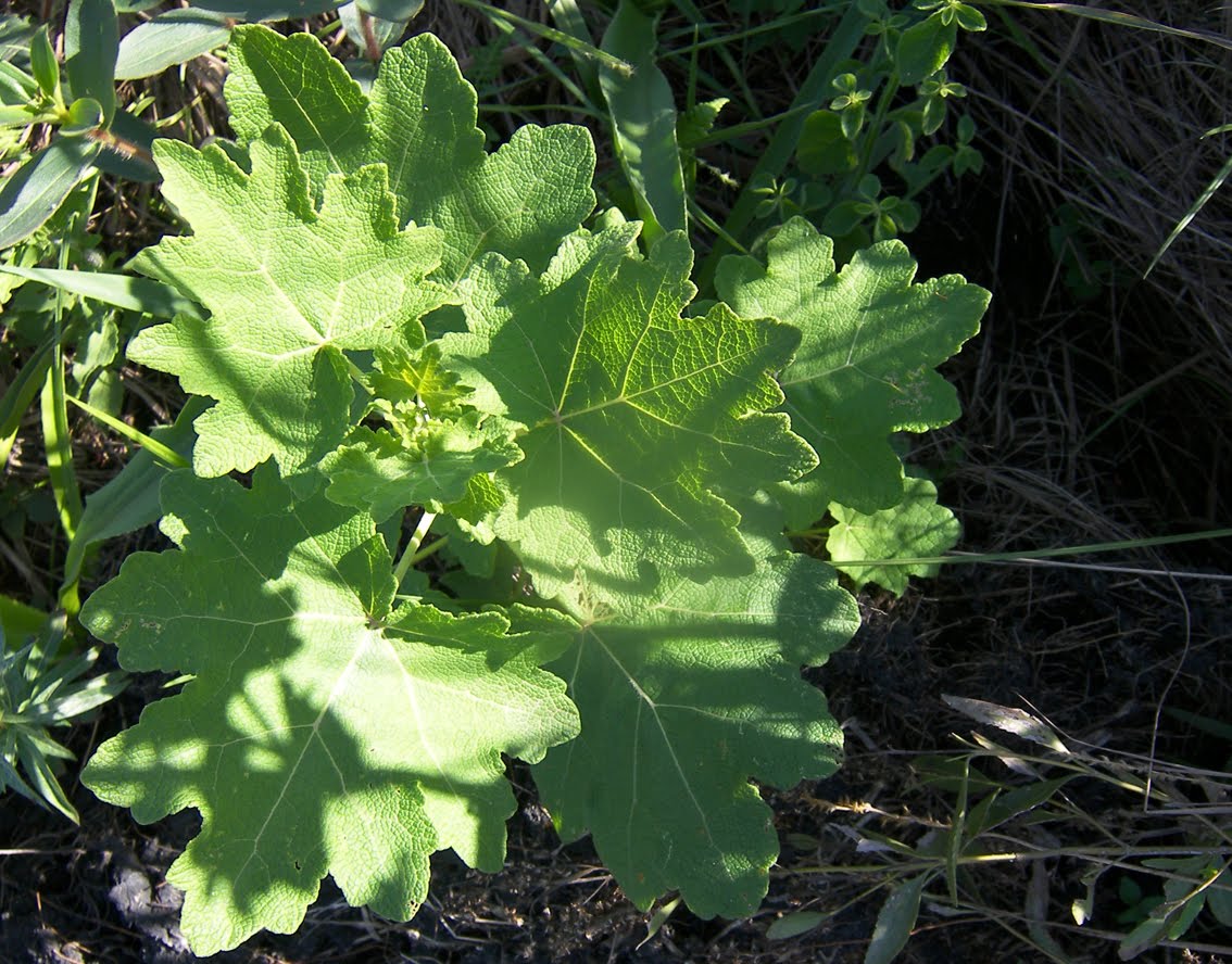 Argentina nativa Jungia floribunda