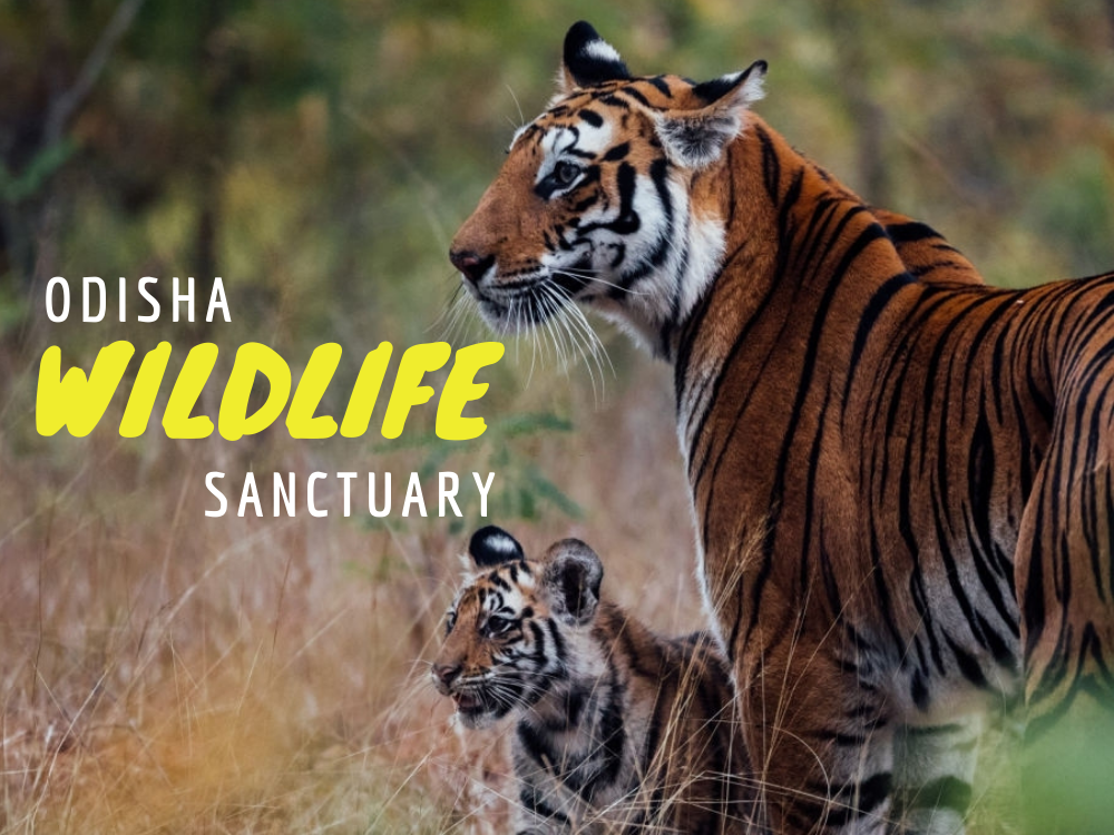Top 15 Best Wildlife Sanctuaries & National Parks of Odisha Odishaat