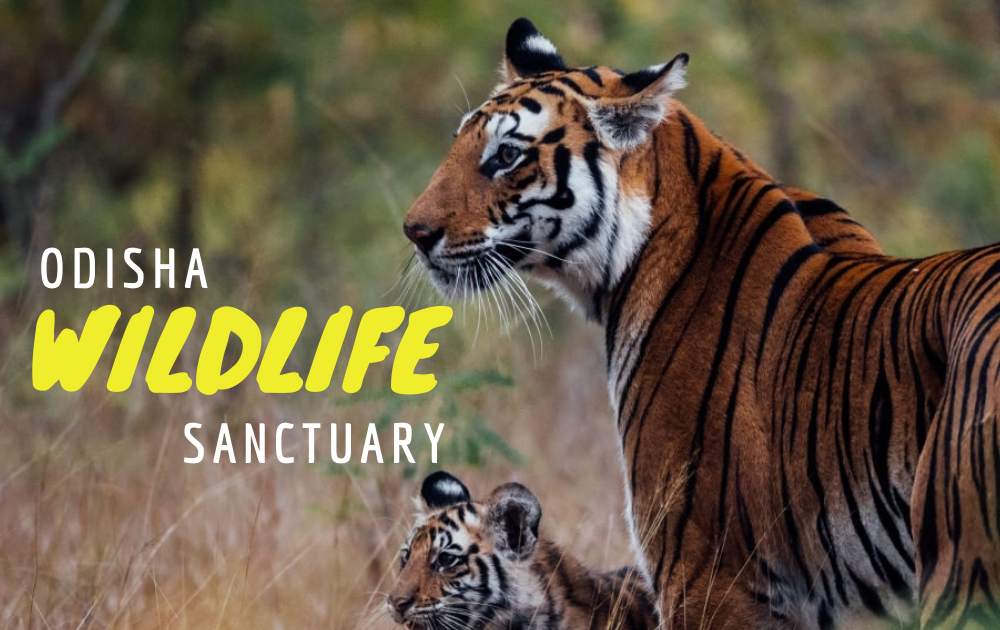 odisha wildlife tourism