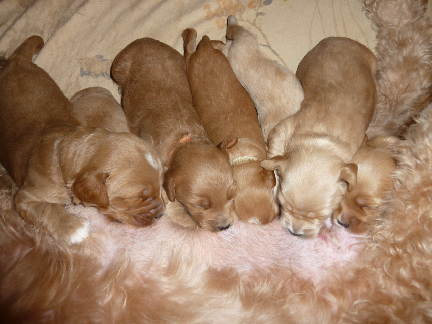 Labradoodle Puppies: Joy's Puppies at 2 weeks