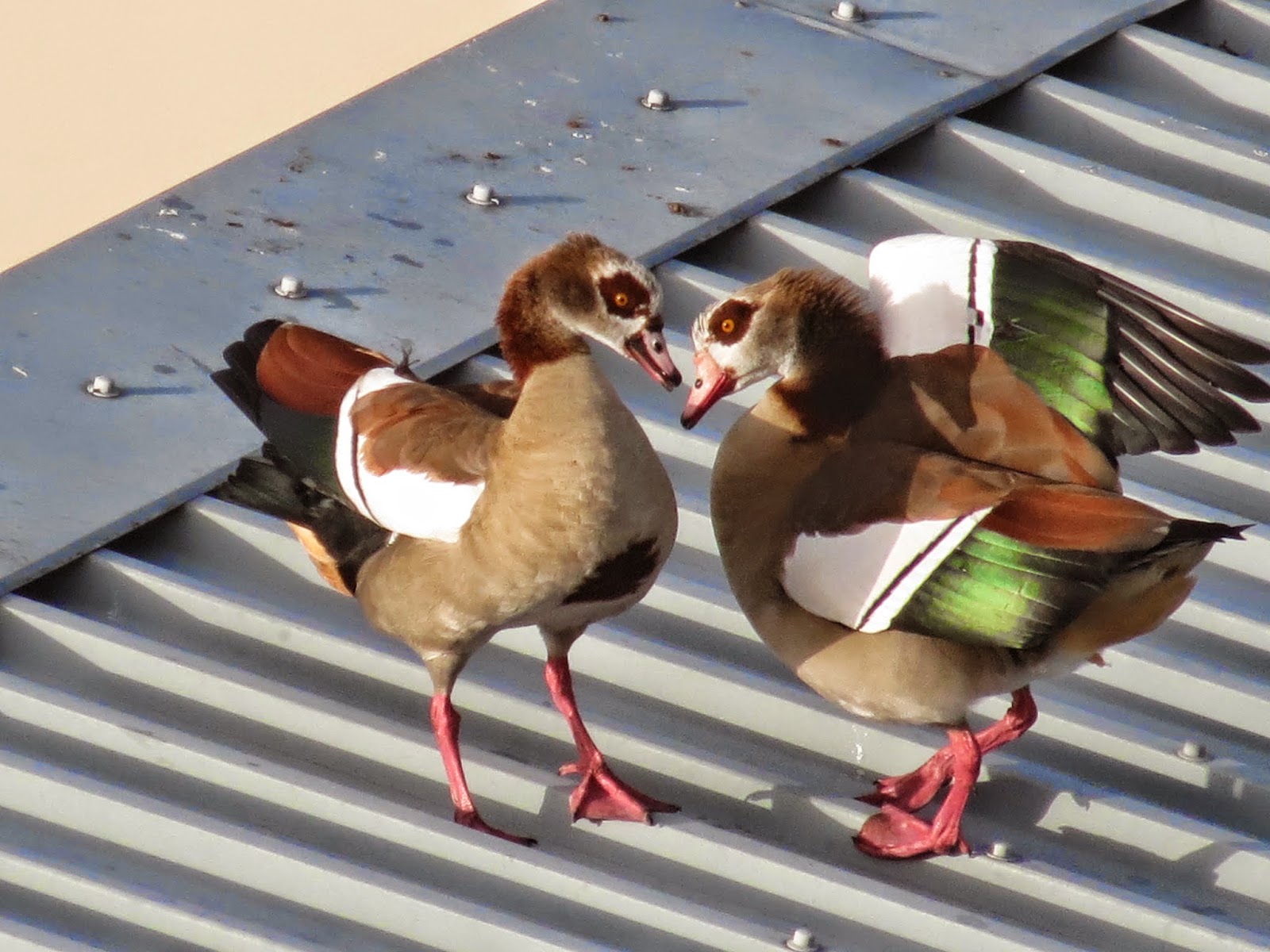 Egyptian Geese: Canon PowerShot SX40 HS Super (Digital) Zoom Demo Egyptian Geese: Canon PowerShot SX40 HS Super (Digital) Zoom Demo