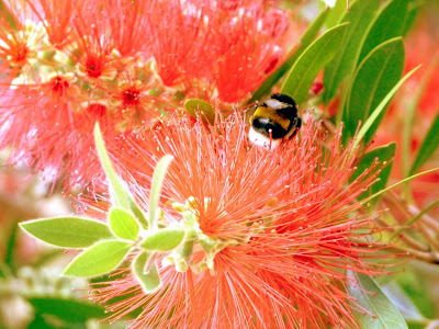 lovely pink bottlebrush bloom with a bee