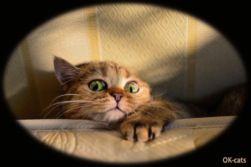 Art Cat GIF • Psycho kitten hidden behind the mattress sees ugly Zombies in the room! Art Cat GIF • Psycho kitten hidden behind the mattress sees ugly Zombies in the room!