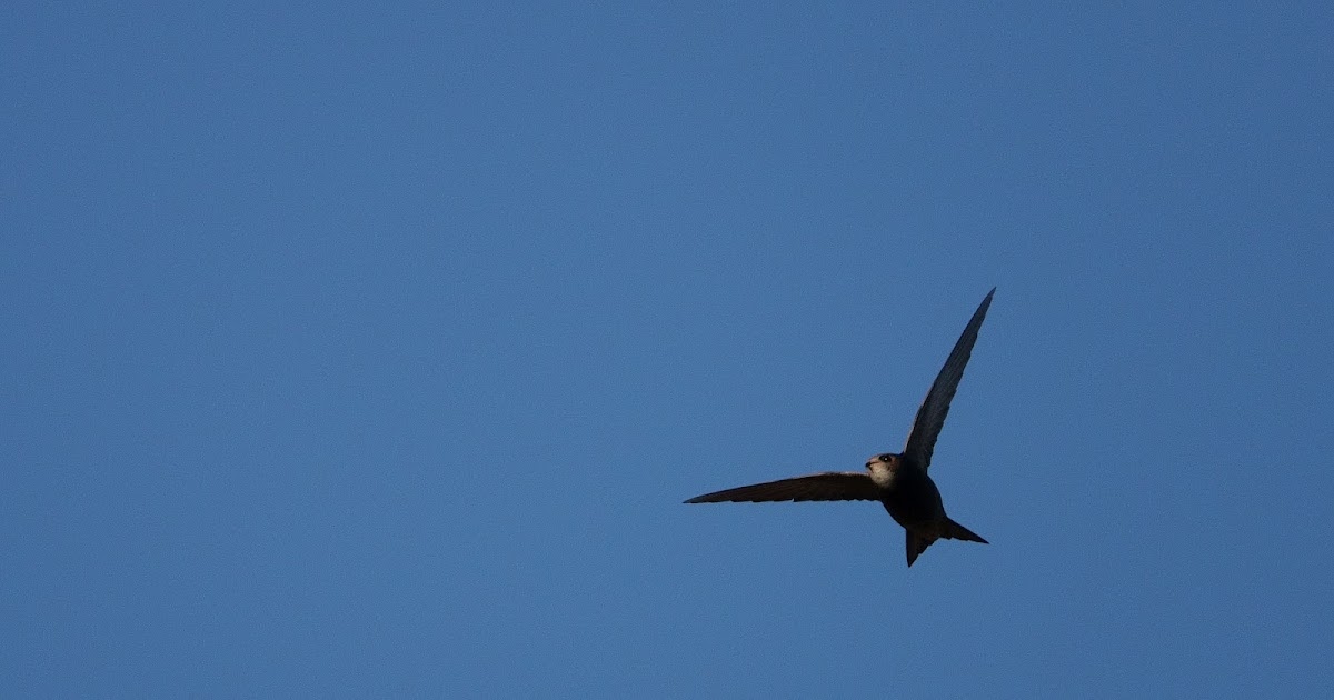 Conny's & Jochen's Fotoblog Fahlsegler.