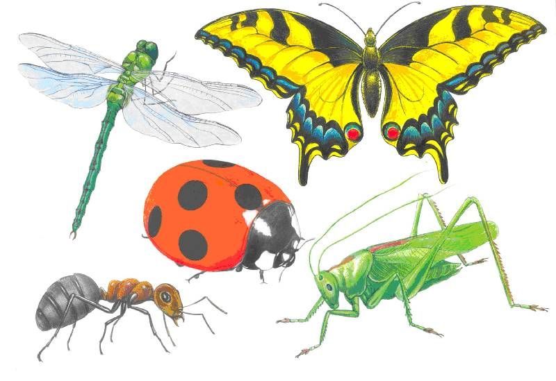 Картинки насекомых для детей цветные. Насекомые для детей. Детям о насекомых в детском саду. Насекомые для ДОУ. Насекомые картинки для детей.