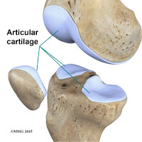 Cartilage (tulang rawan) Cartilage (tulang rawan)