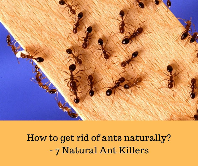Top 7 Effective Ways to Get Rid of Ants Permanently