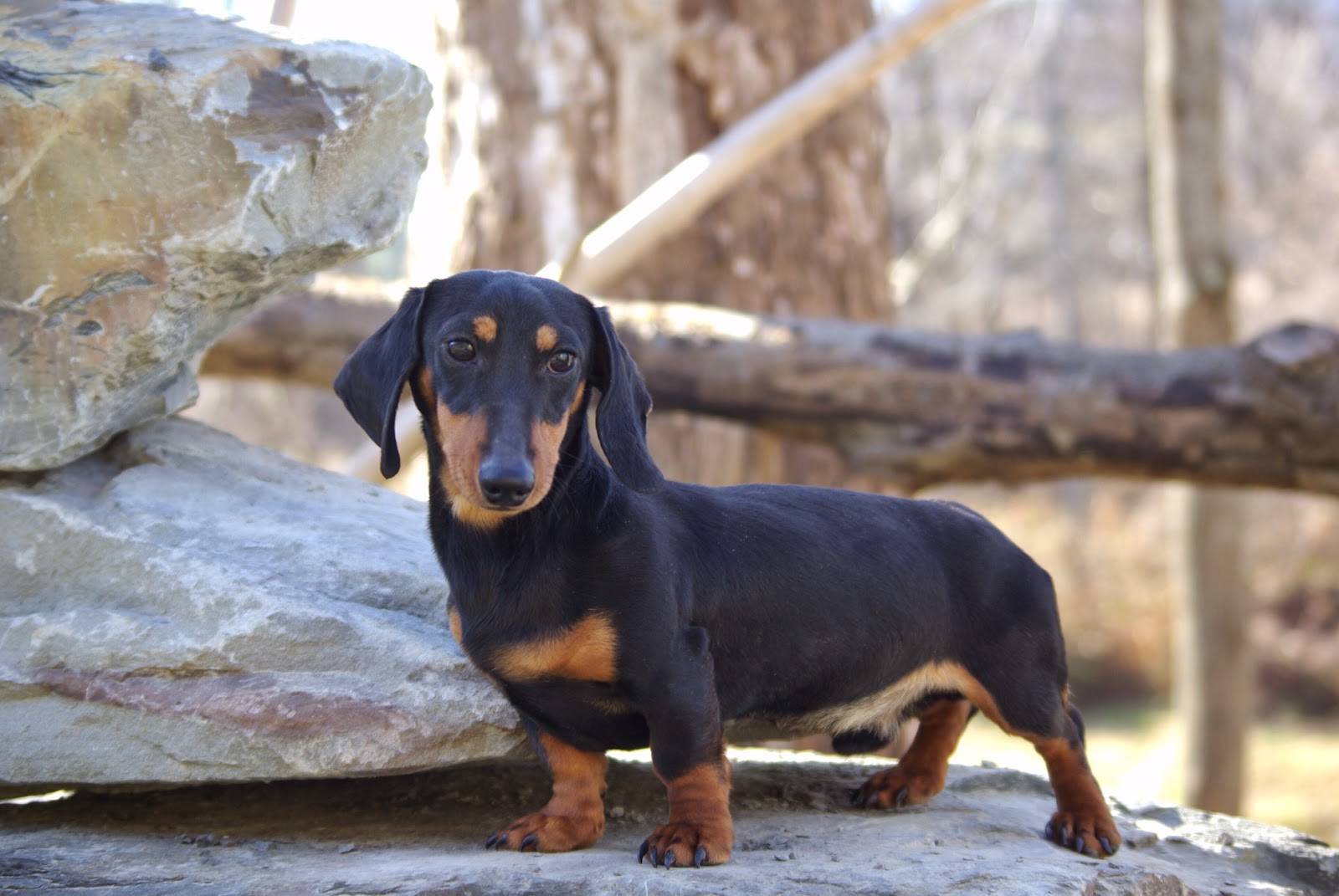 Short Hair Sires Reevesdachs Miniature Dachshunds