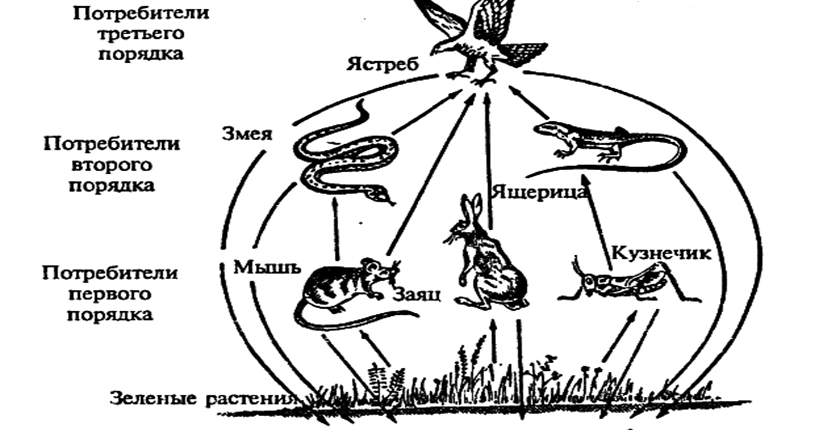 Схема детритной пищевой цепи Детритная пищевая цепь, базирующаяся на листьях мангровых деревьев на юге Флорид