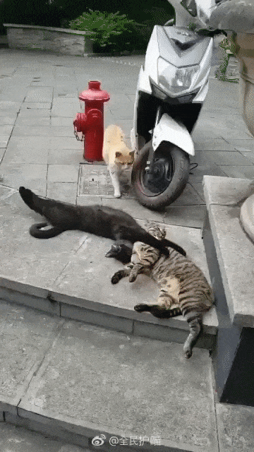 07c1d8b78abf92d15c97f2c6c30c4526a22d1090.gif