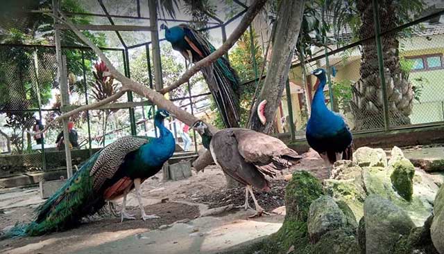 burung merak di Taman Margasatwa dan Budaya Kinantan