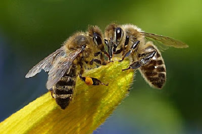 Παροιμίες που έχουν σχέση με τη μέλισσα 