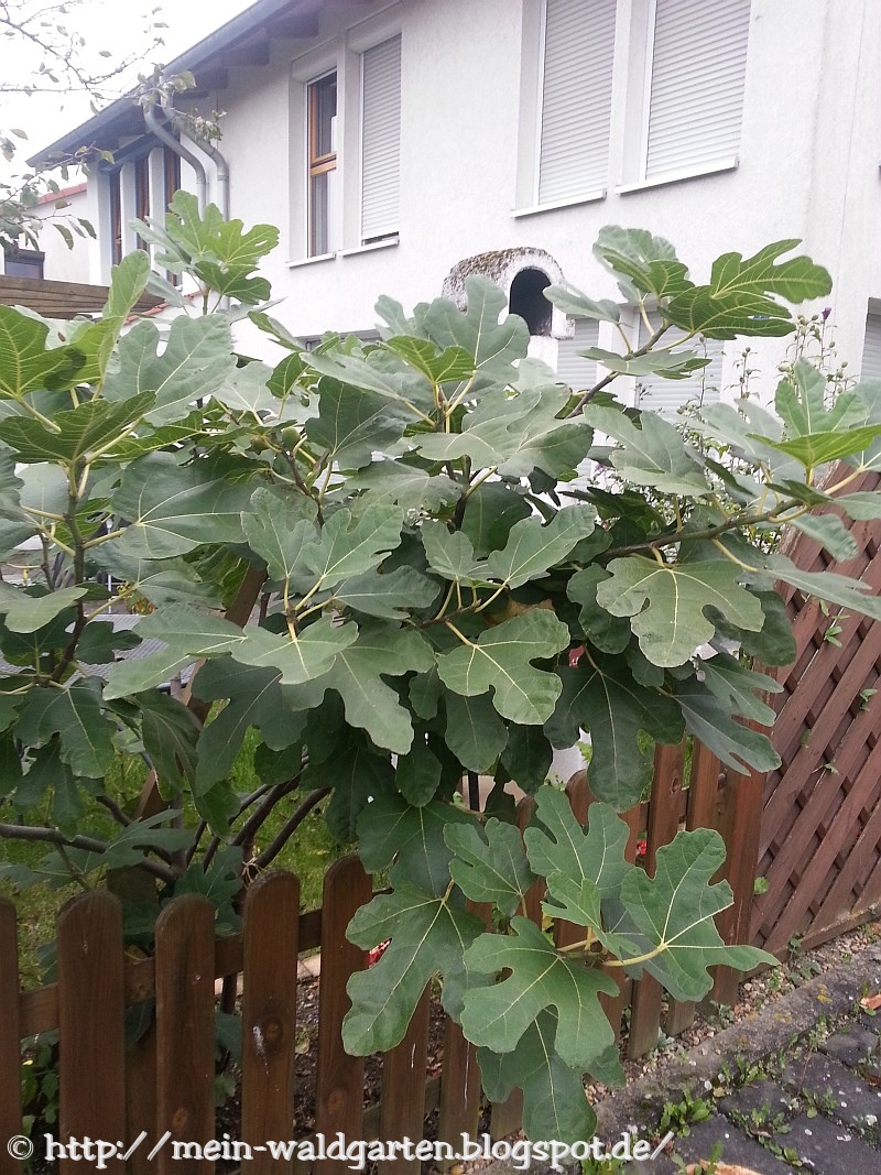 © Mein Waldgarten: Eichenblätterig?