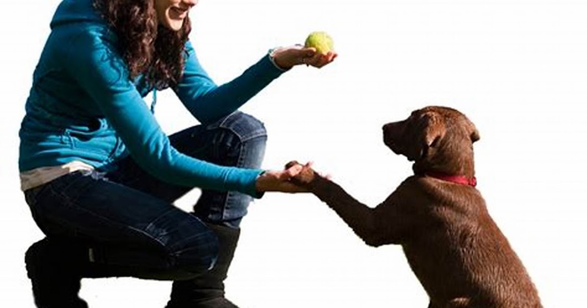 How Many Words Do Dogs Know?