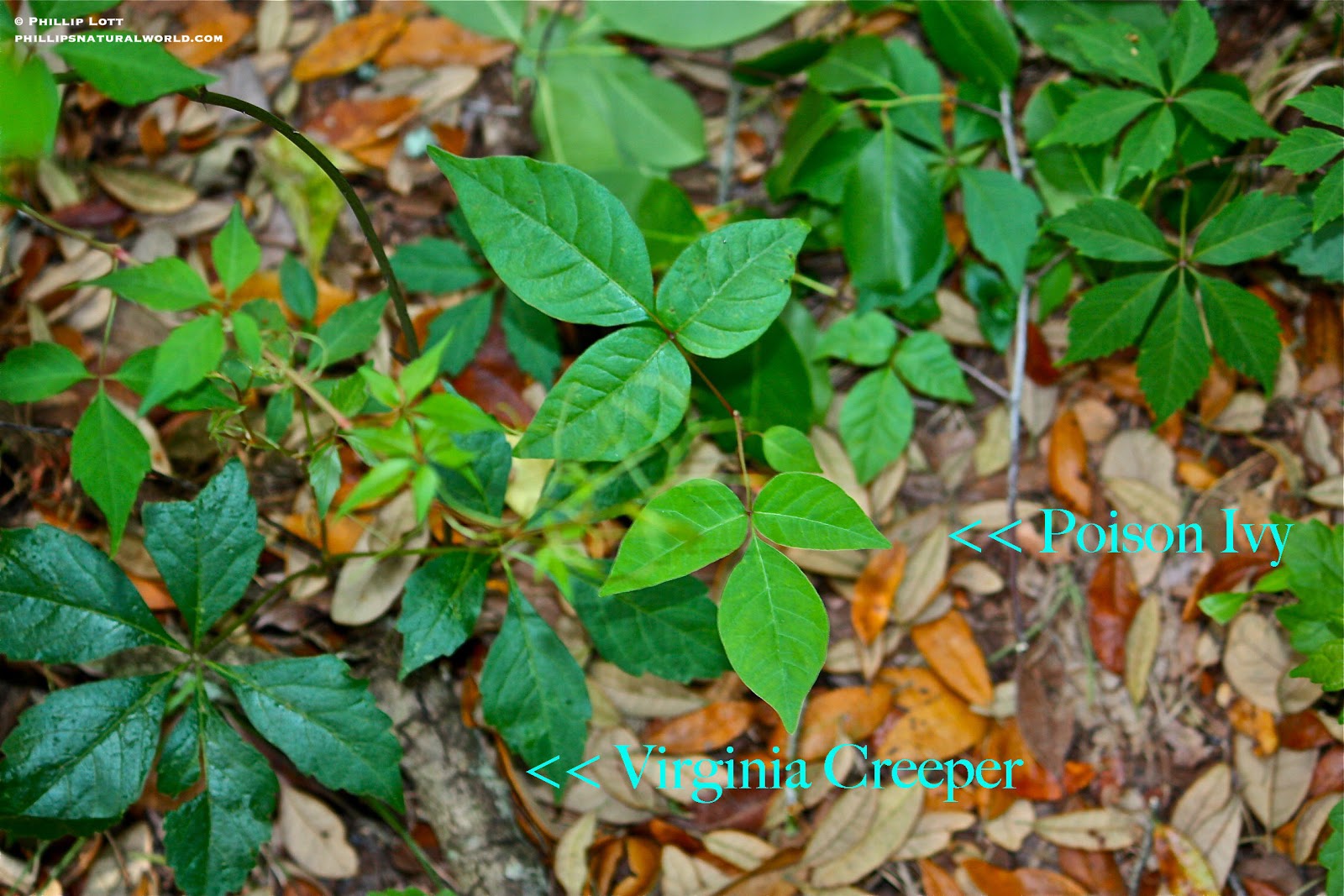 Phillip�s Natural World Florida�s 4 Common Poisonous Plants