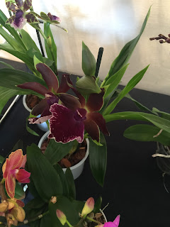 , Orchidee dal mondo – 2016 – Monteporzio Catone, diarid'orchidee