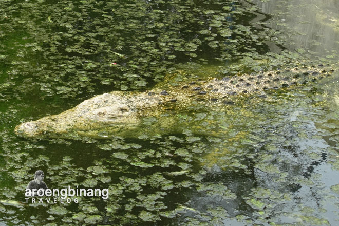 taman buaya indonesia jaya bekasi