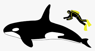 Figure 3: Comparison of the size of killer whales and humans