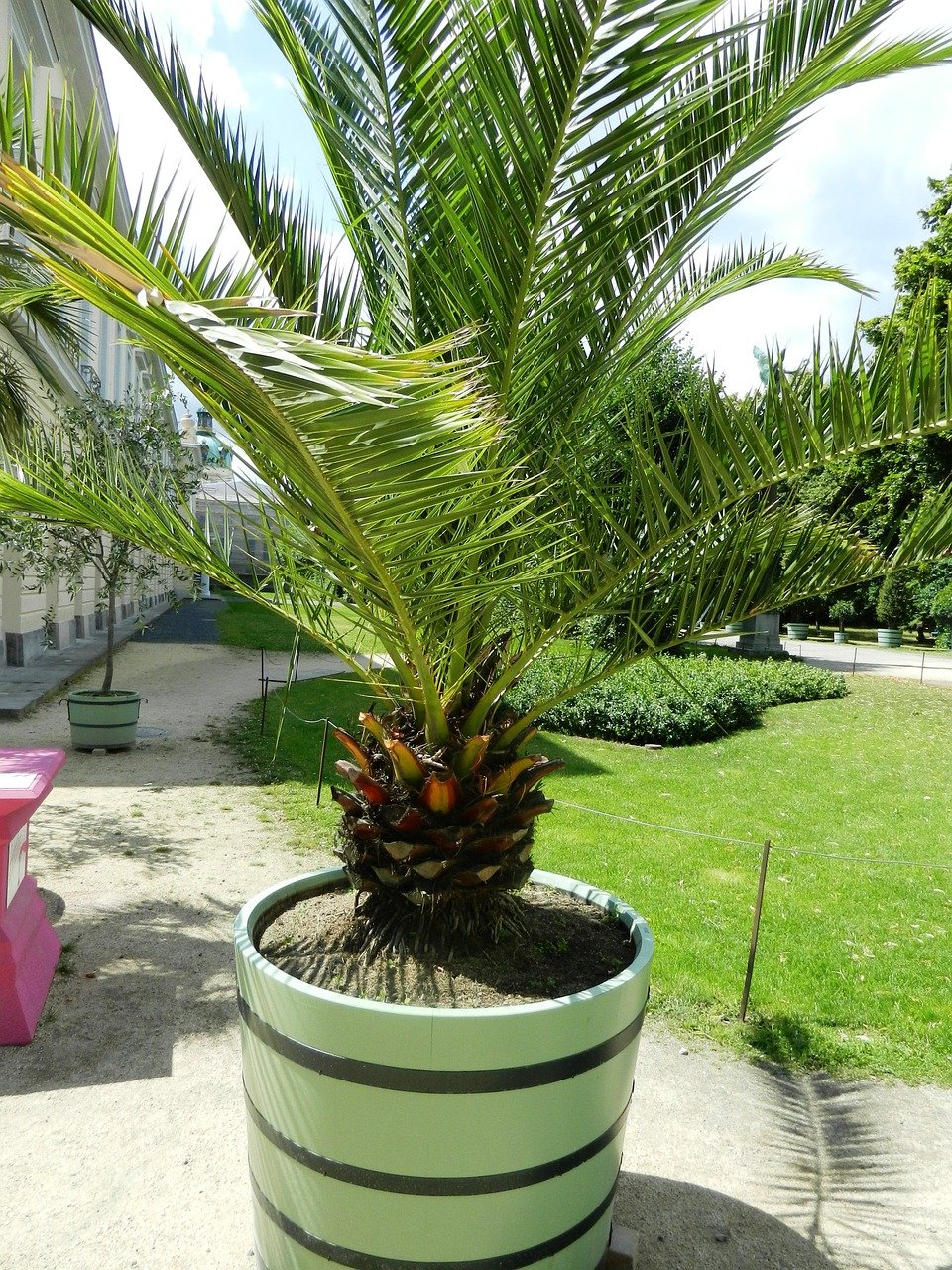 Jardines Que Me Gustan Cómo cultivar con éxito palmeras en macetas Jardines Que Me Gustan Cómo cultivar con éxito palmeras en macetas