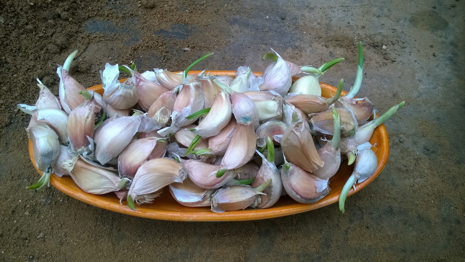 How to Plant Garlic Cloves
