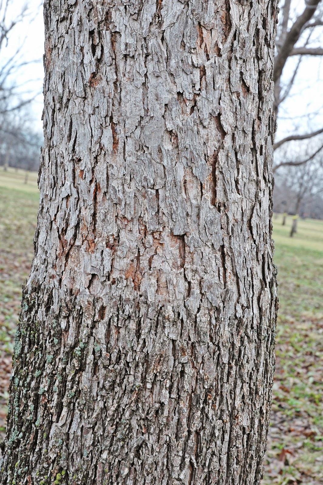 Northern Pecans Posey pecan early history and current