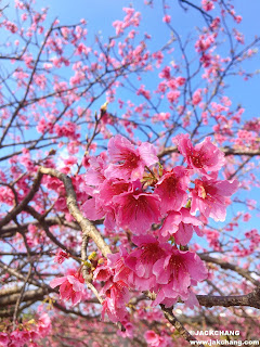 Cherry blossoms