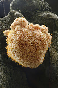 Lions Mane fungus