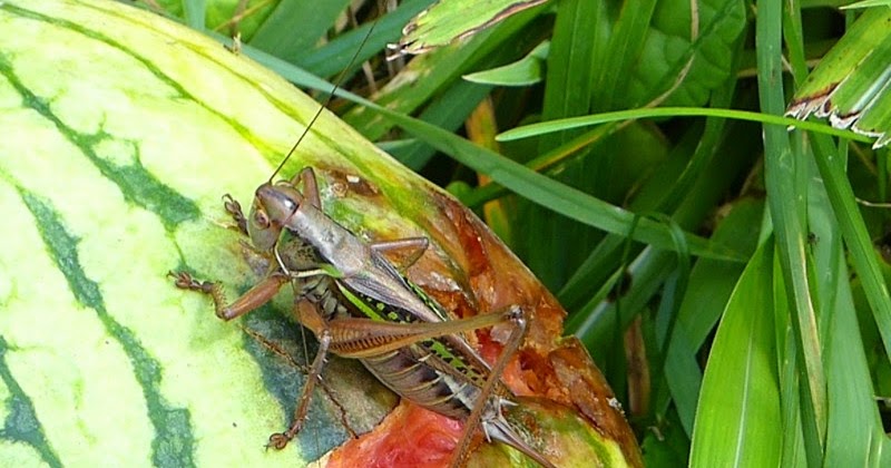 S こんちゅーぶ ヒガシキリギリス と西瓜