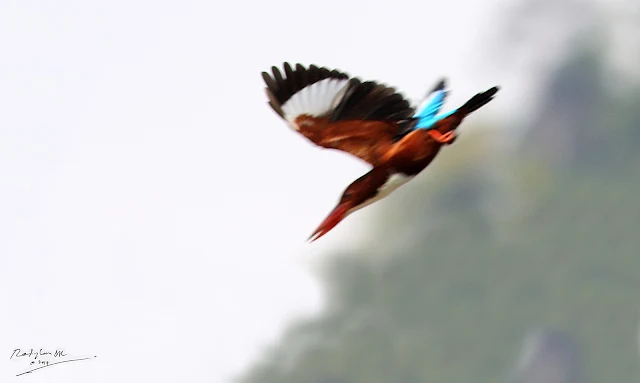 White-throated Kingfisher - Diving and trying to catch a prey