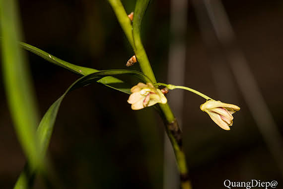 Dendrobium salaccense