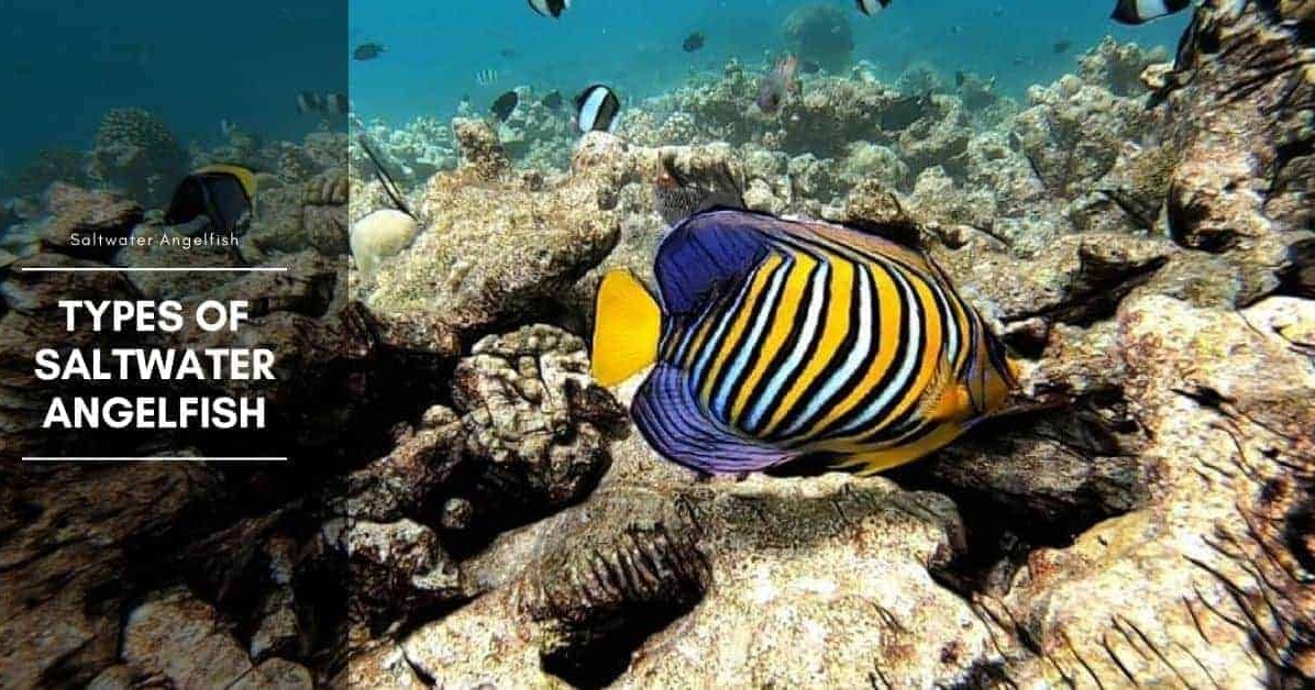 Saltwater Angelfish And Its Habitat Submit Free Guest Posting site