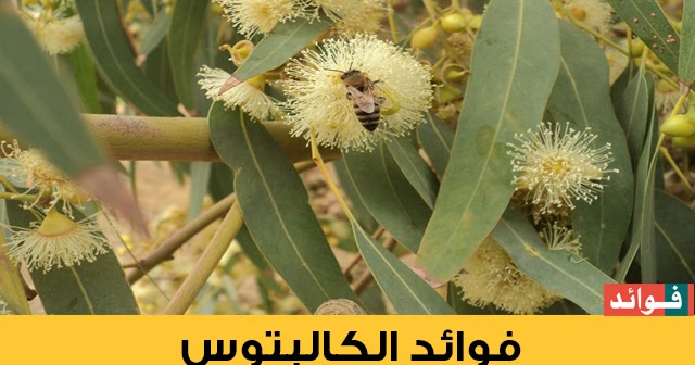 فوائد شجرة الأوكالبتوس أو الكالبتوس Eucalyptus فوائد Fawaed موقع المعرفة و الصحة