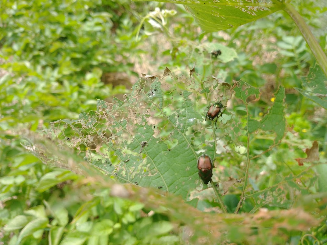 Japanese Beetles Choices for Conventional and Organic Insecticides
