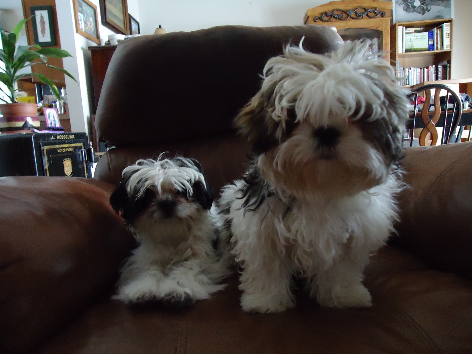 Just Another Blog... My Dog Bellatrix