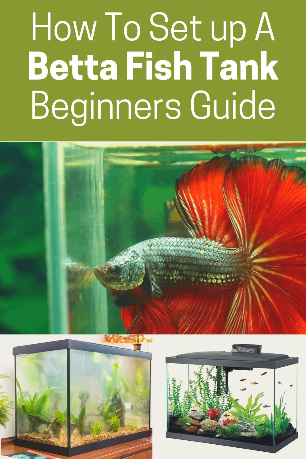 How To SetUp A BettaFish Tank