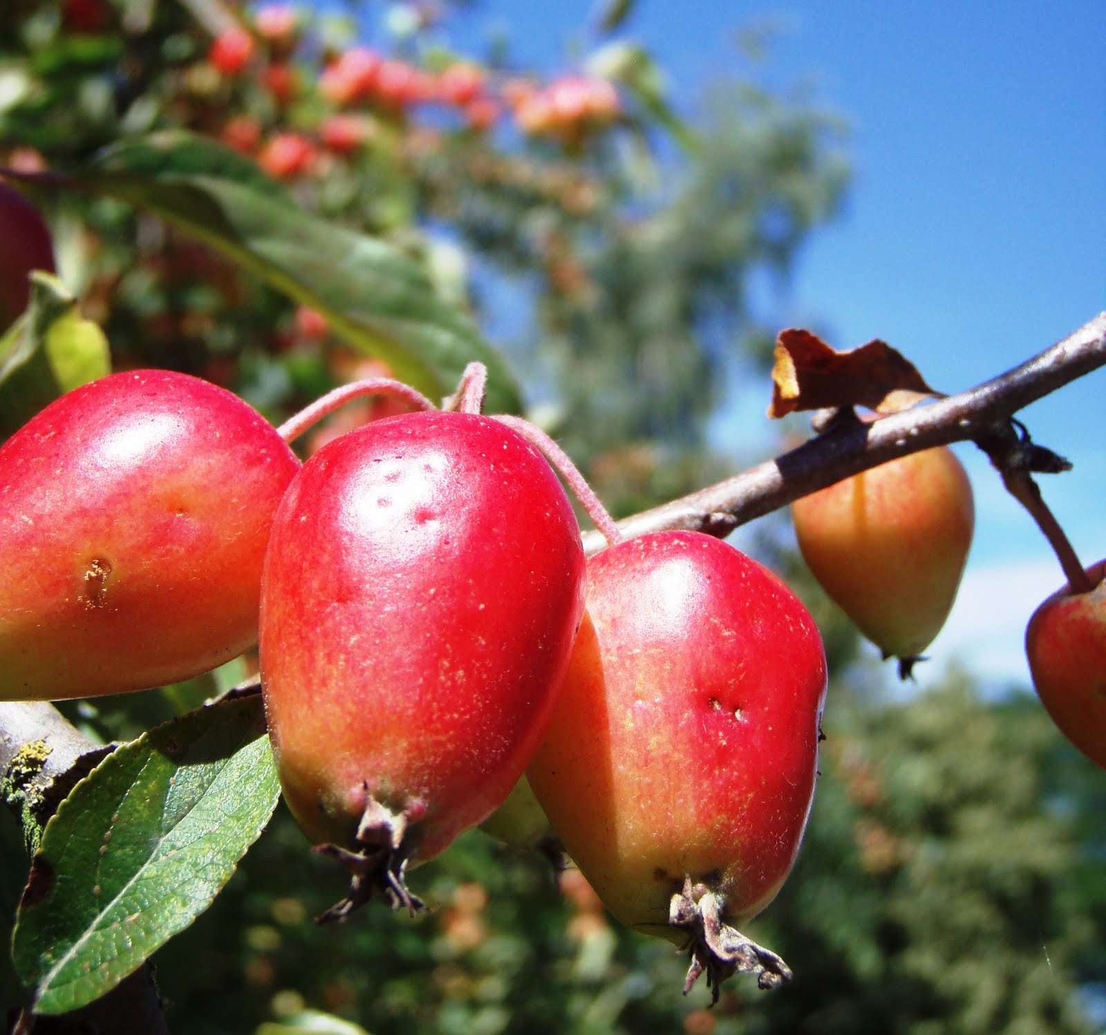 The Urbane Forager: In Praise of Crab Apples