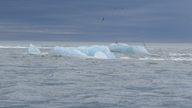 Día 6 (Jökulsárlón - De Camino A Los Fiordos De Este) - Islandia Agosto 2014 (15 días recorriendo la Isla) (7)