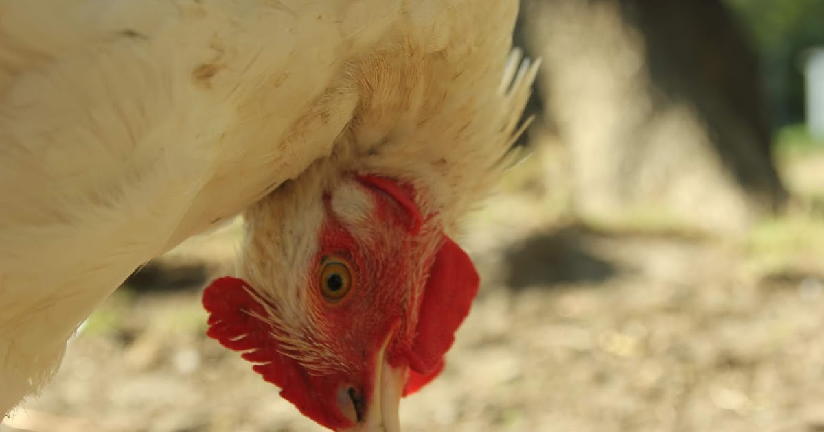 Wry Neck/Torticollis What is it & Initial Treatment The Upside down