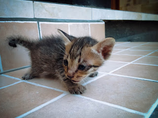 Black Stripes Very Young Kitten Walk And Cry On Porch Stairs Of The House North Bali Indonesia
