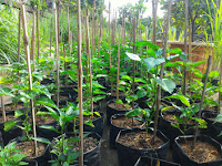 Tips & Trik Memilih Polybag yang Tepat Untuk Budidaya, Penasaran!