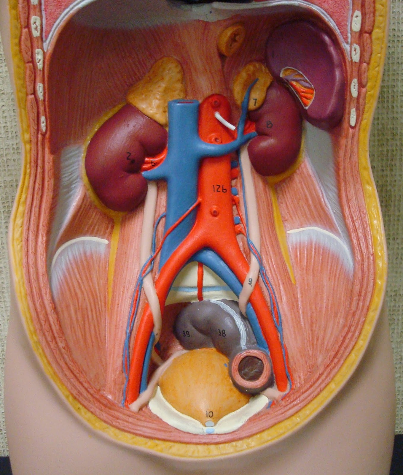 Human Medical Physiology  Renal Physiology