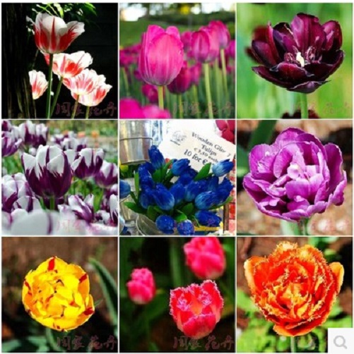 Tulip seeds PRODUCTCHINA