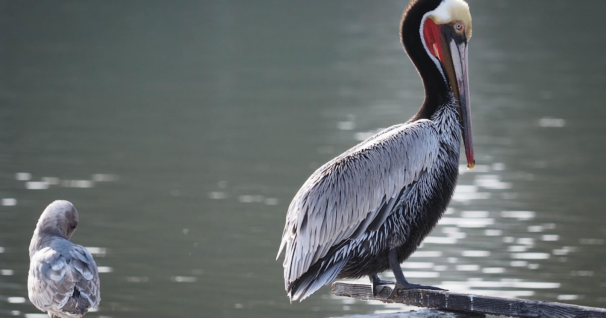 photoscope Egrets and cormorants in California