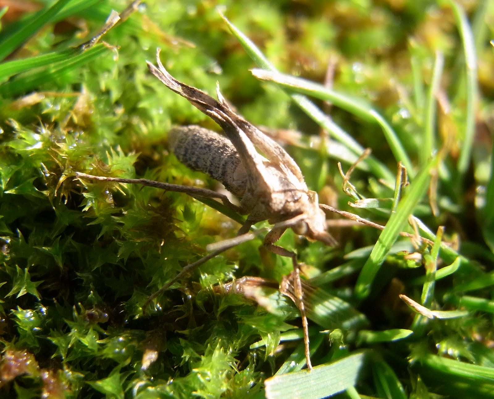 Hamish's wild world of insects: Moths with flightless females: two New ...