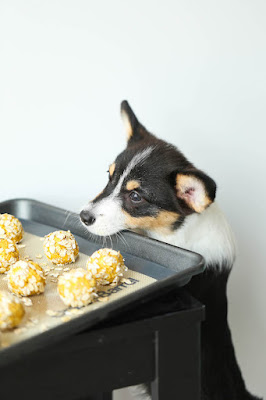 Dog Treats without Oven