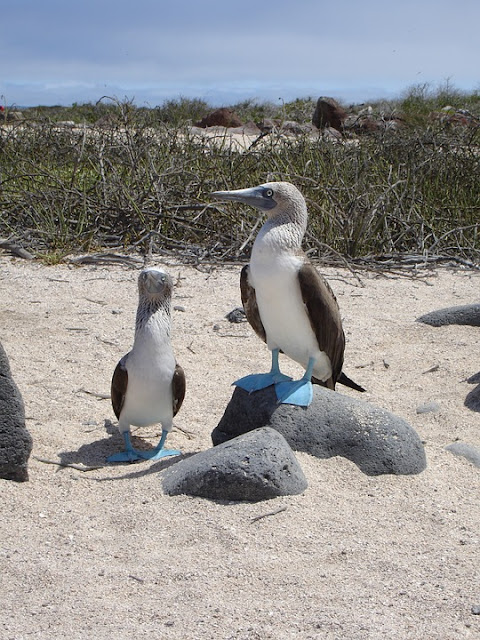blue-footed-booby-1219953_960_720.jpg
