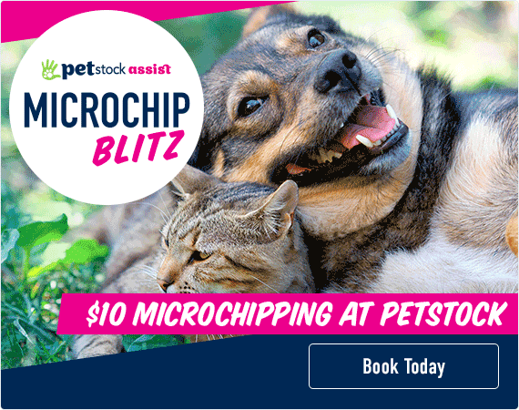 petstock microchipping 2019