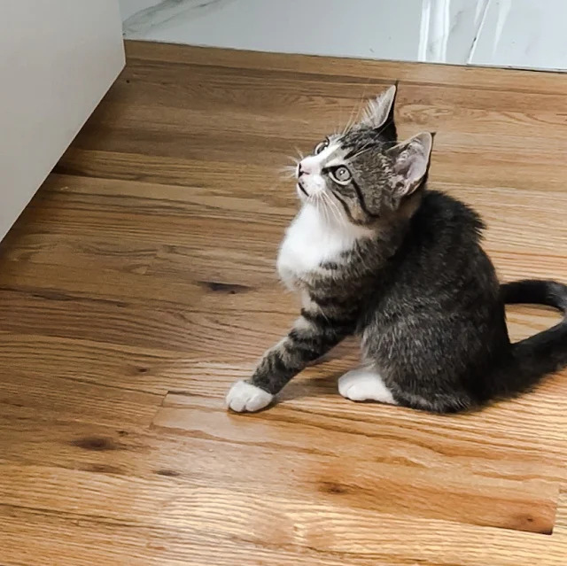 Young cat performs the vacuum activity teeth chattering practice bite when looking at a fly inside the home