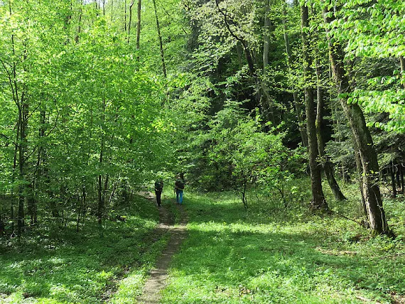 Las wiosną Wiosenne barwy lasu